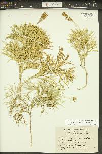 Diphasiastrum complanatum image