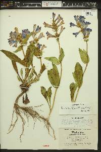 Penstemon pennellianus image