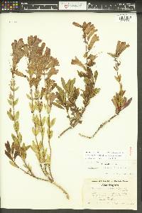 Penstemon fruticosus image