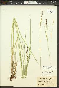 Carex aquatilis var. aquatilis image