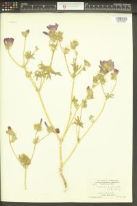 Sidalcea diploscypha image