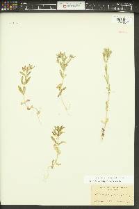 Phlox gracilis image