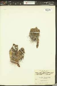 Echinocereus triglochidiatus var. mojavensis image