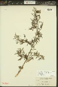 Clematis hirsutissima var. hirsutissima image