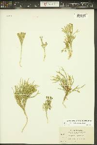 Diphasiastrum complanatum image