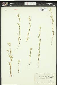 Cryptantha torreyana image