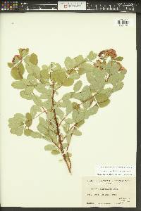 Spiraea splendens image