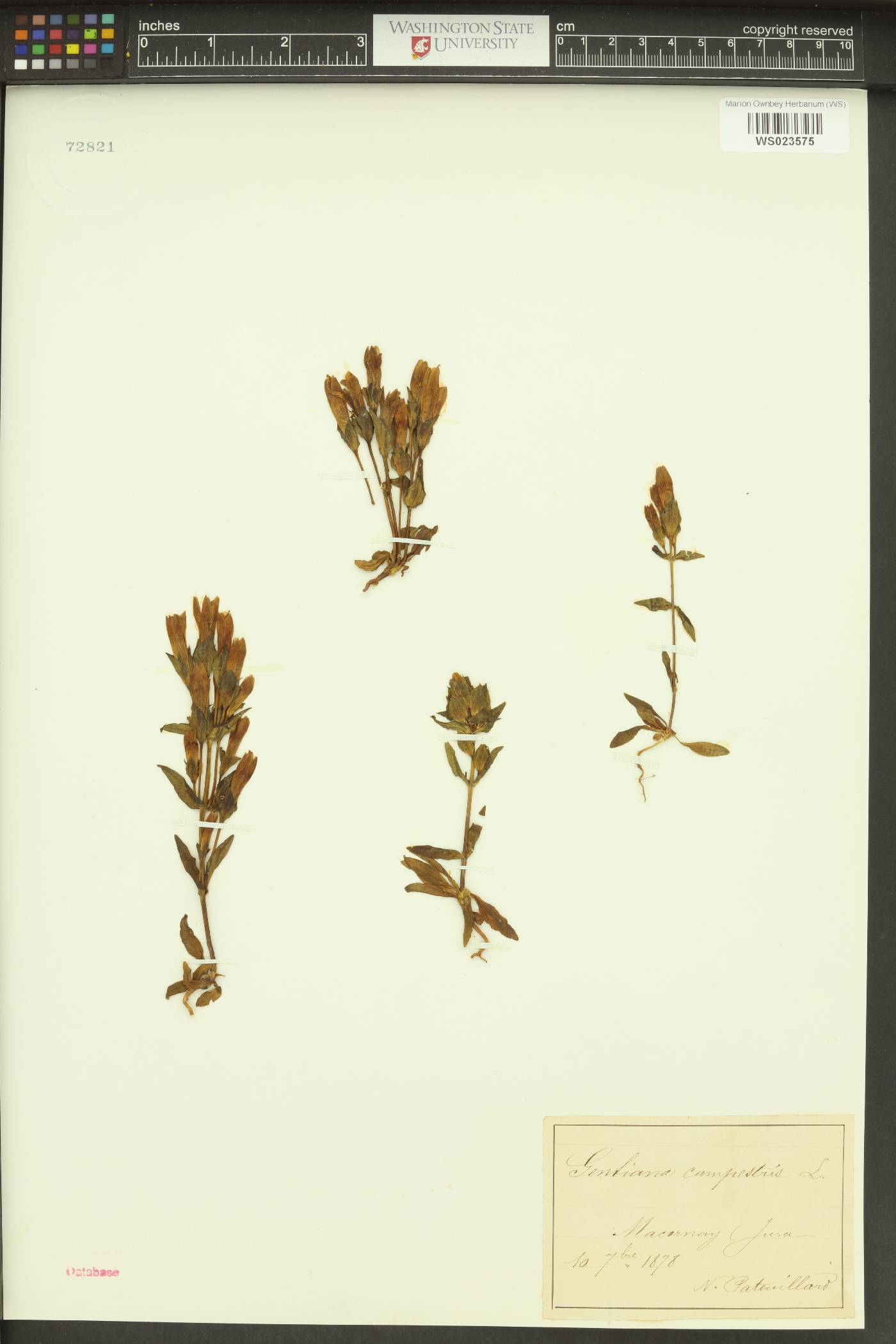 Gentianella germanica image