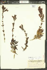 Penstemon fruticosus image