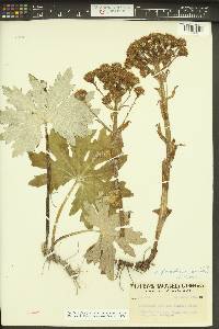 Petasites frigidus var. palmatus image