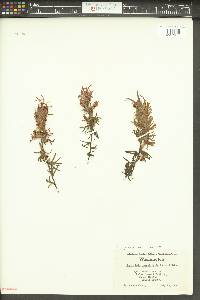 Castilleja rupicola image