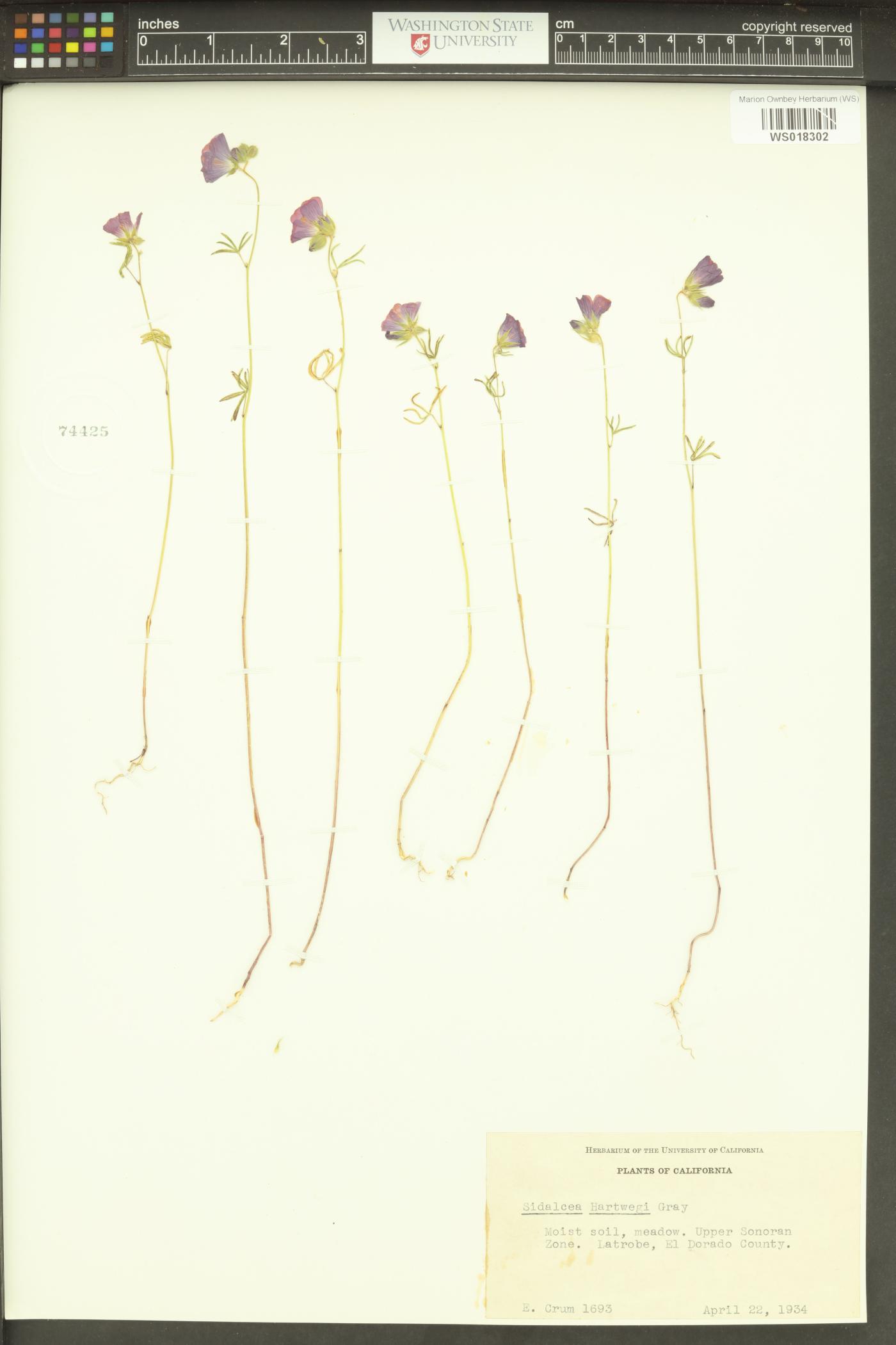Sidalcea hartwegii image