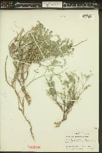 Astragalus microcystis image