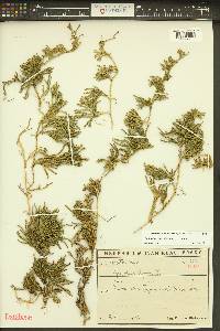 Diphasiastrum alpinum image