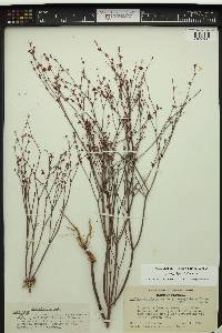 Eriogonum davidsonii image