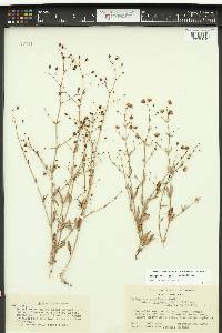 Eriogonum angulosum image