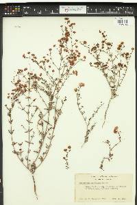 Eriogonum angulosum image