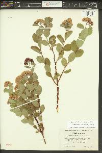 Spiraea splendens image