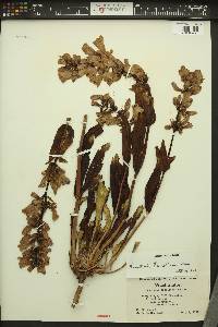 Penstemon pennellianus image