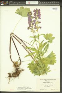 Sidalcea asprella image