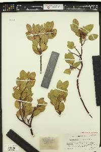 Arctostaphylos pinetorum image