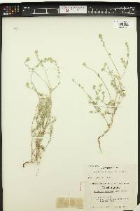 Cryptantha torreyana image