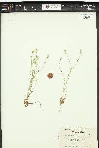 Cryptantha hendersonii image