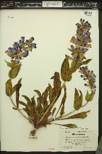 Penstemon pennellianus image