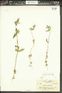 Gentianella amarella image