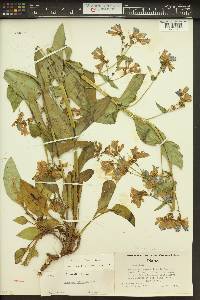 Penstemon wilcoxii image