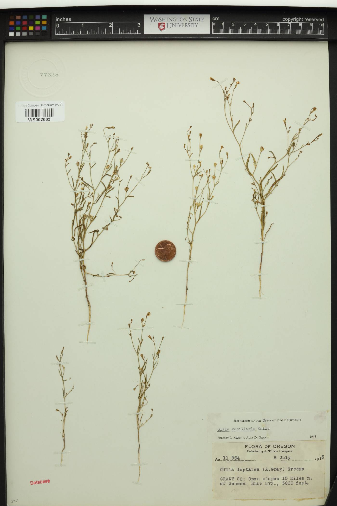 Gilia capillaris image