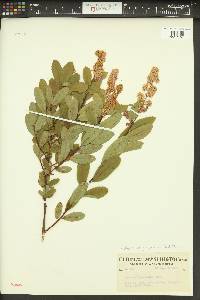 Spiraea douglasii image