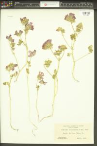 Sidalcea diploscypha image