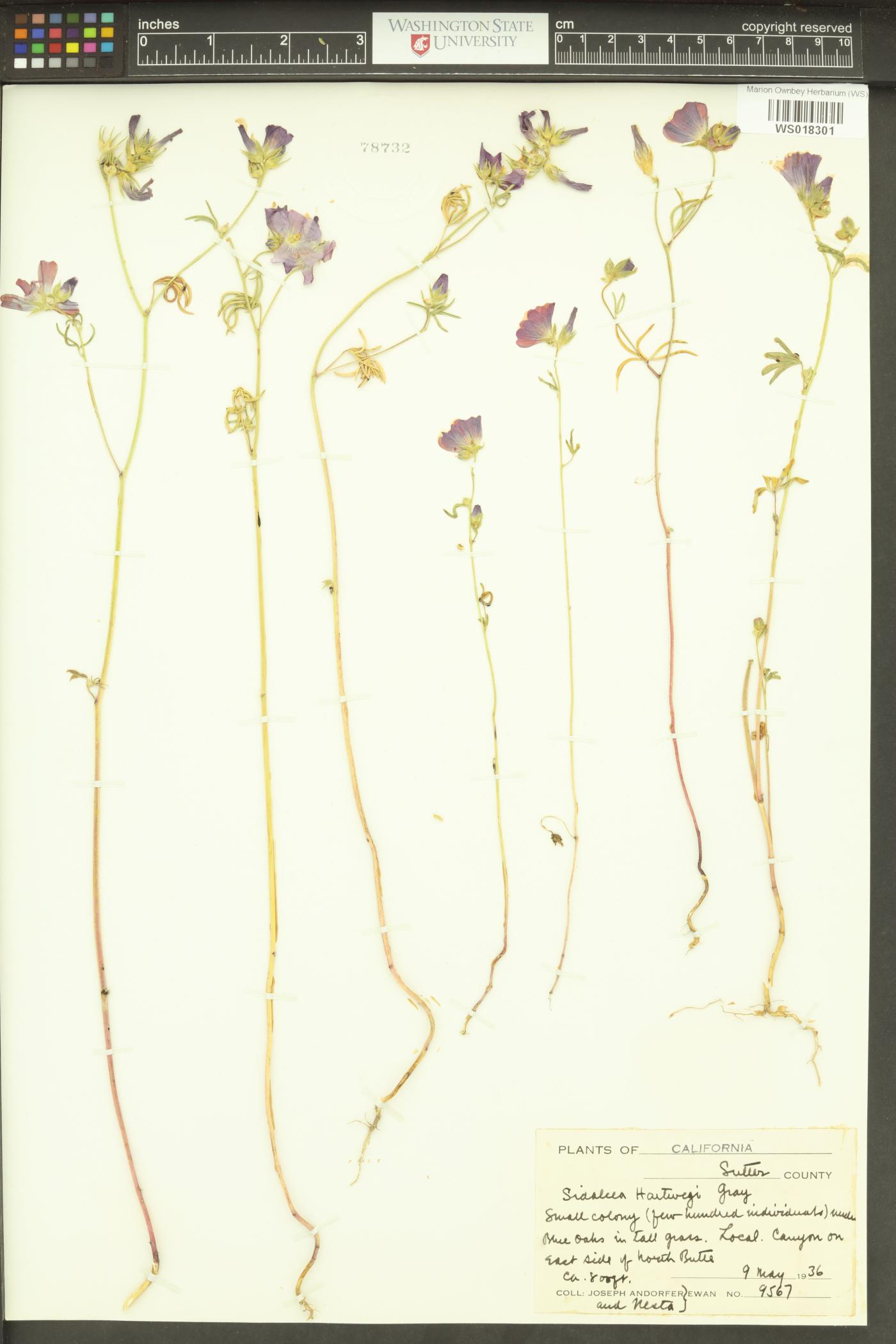 Sidalcea hartwegii image