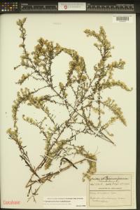Symphyotrichum lateriflorum image