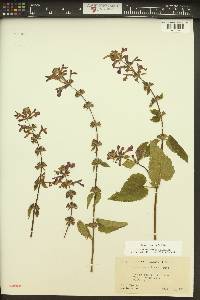 Stachys cooleyae image