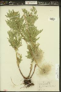 Clematis hirsutissima var. hirsutissima image