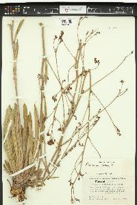 Eriogonum alatum image