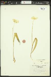 Calochortus subalpinus image