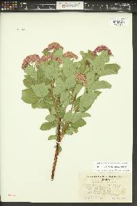 Spiraea splendens image