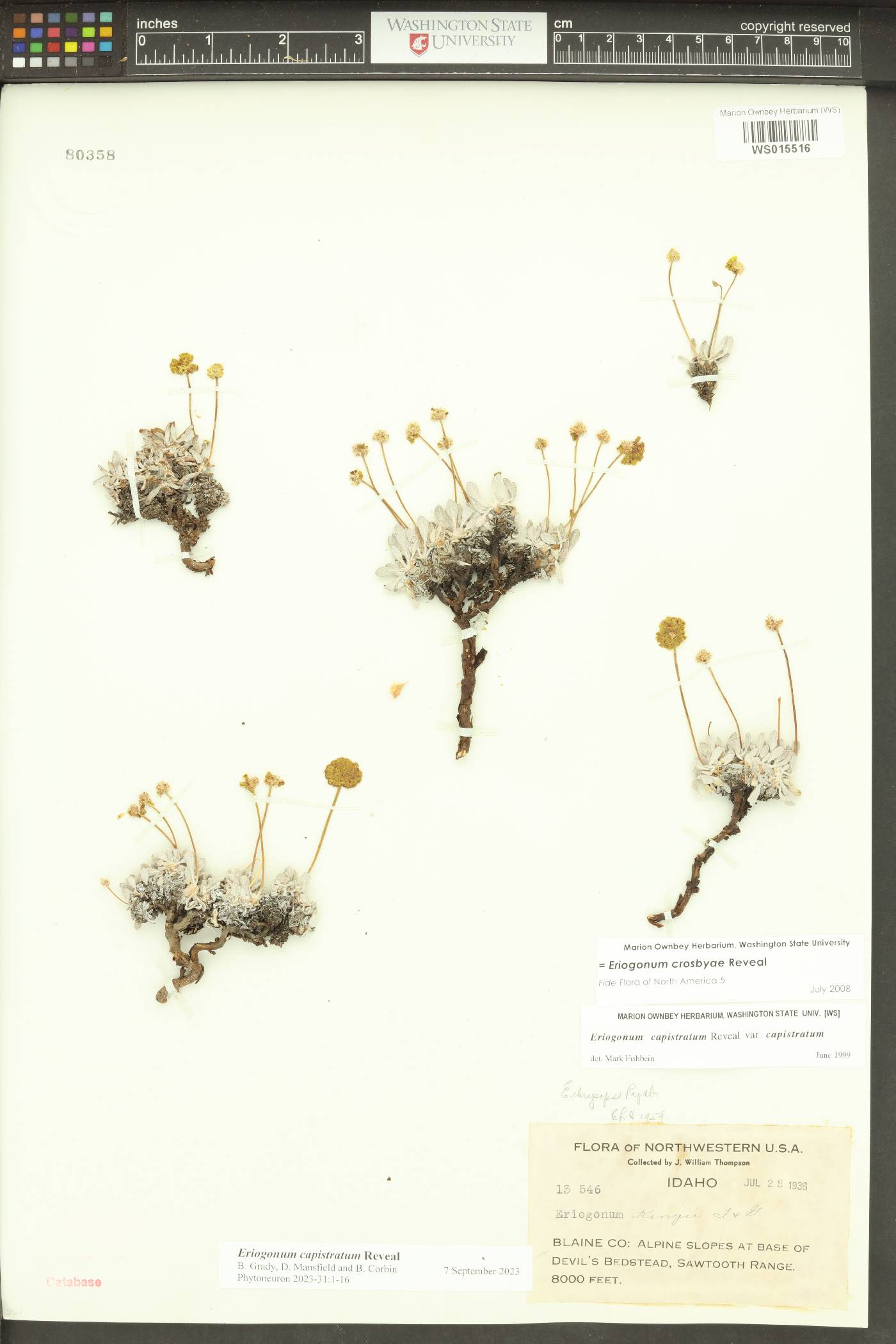 Eriogonum capistratum image