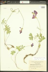 Sidalcea asprella subsp. elegans image