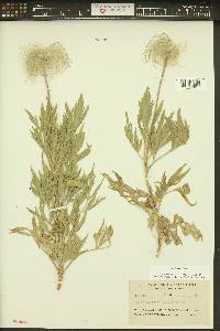 Clematis hirsutissima image