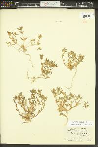 Phlox gracilis image