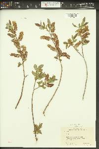 Salix lutea image