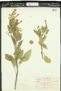 Nicotiana glauca image