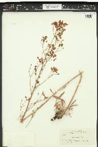 Eriogonum alatum image