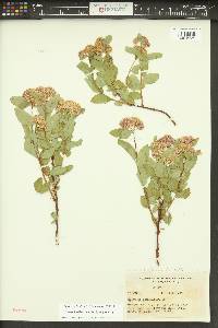 Spiraea splendens image