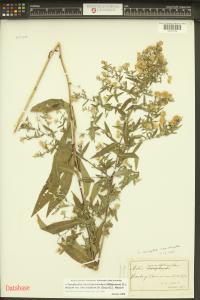 Symphyotrichum lanceolatum image