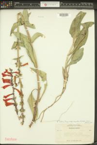 Penstemon eatonii image